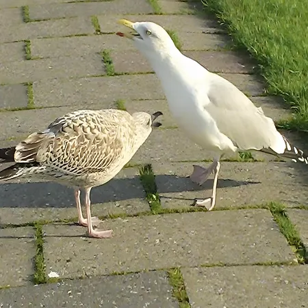 Deichblick * Neuharlingersiel
